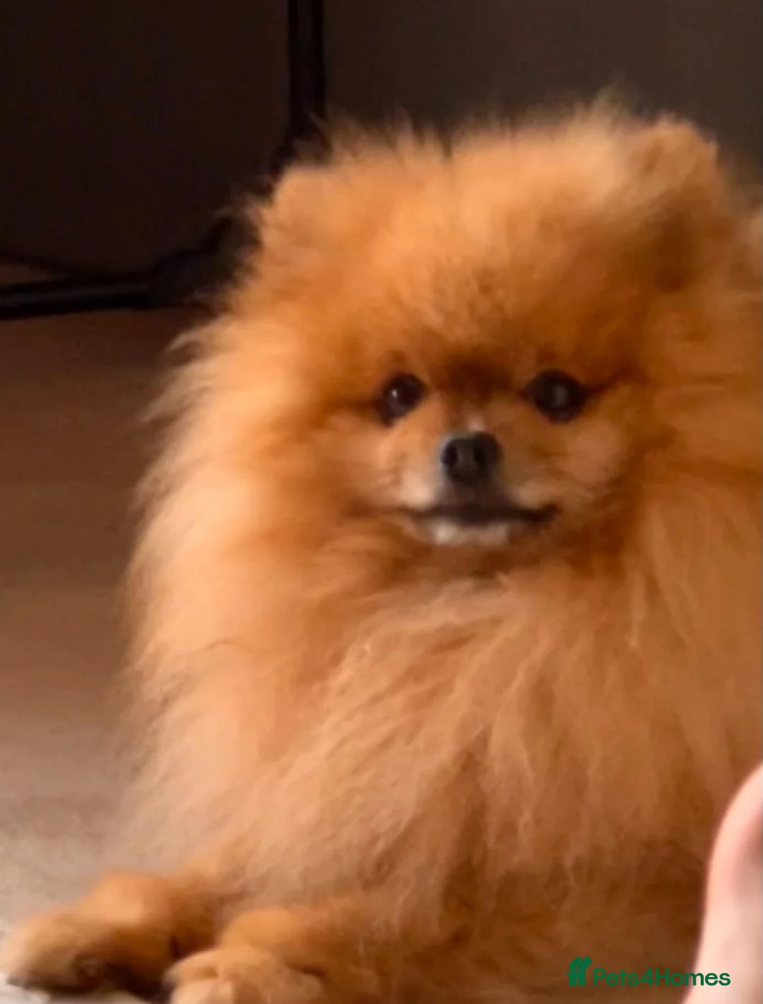 Pomeranian dogs for sale: 3,5 years old male Pom - Advert 3