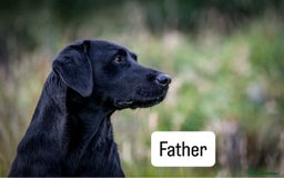 Labrador Retriever dogs for sale: Beautiful Labrador Puppies - Image 10