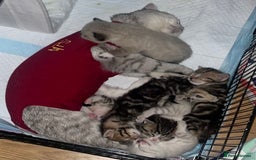 British Shorthair cats for sale: Beautiful British shorthair mixed kittens.  - Image 8