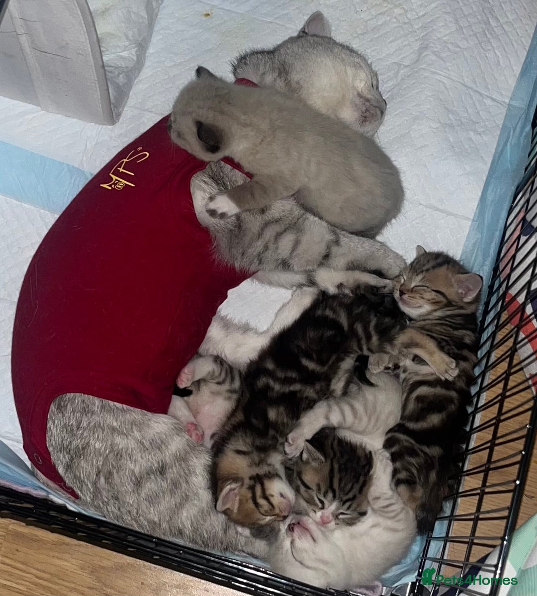 British Shorthair cats for sale: Beautiful British shorthair mixed kittens.  - Image 8