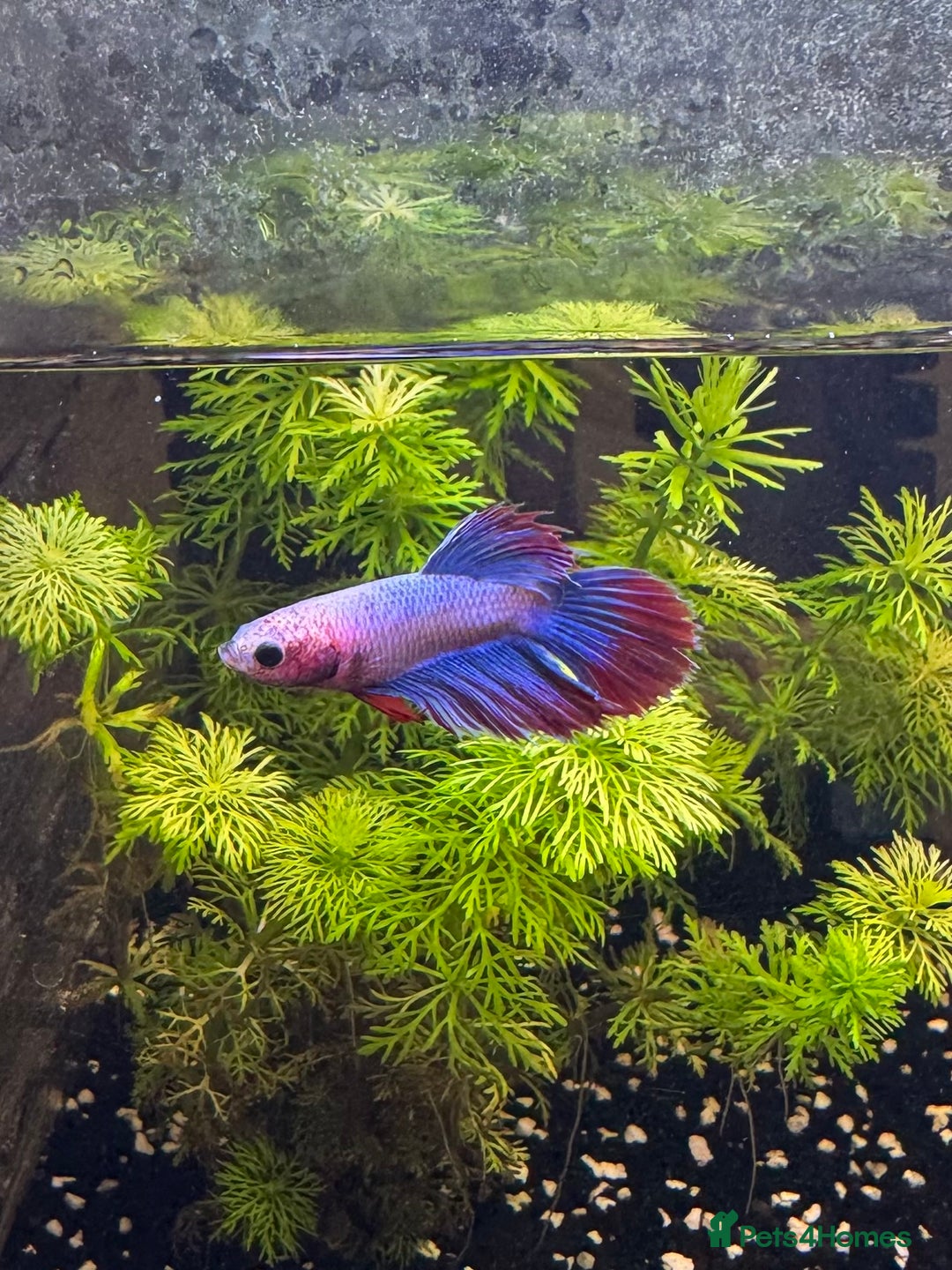 Bettas fish for sale: Male and female bettas for sale - Advert 11