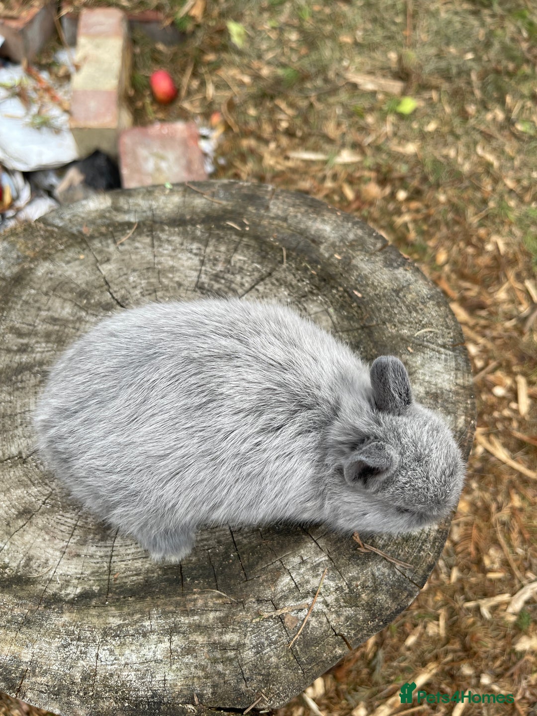 Netherland Dwarf rabbits for sale: Rare Colour purebred Netherland Dwarf  - Image 14