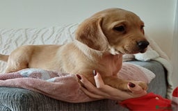 Labrador Retriever dogs for sale: PUPPIES 🐶🐾 - Image 18