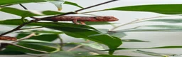 Chameleon reptiles for sale: Blue Ambanja Panther Chameleons  - Advert 3