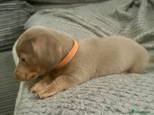Dachshund dogs - Advert 1
