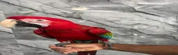 Mixed Breed birds for sale: Stunning Selection Baby HandReared Loving Parrot in Nottingham - Advert 24