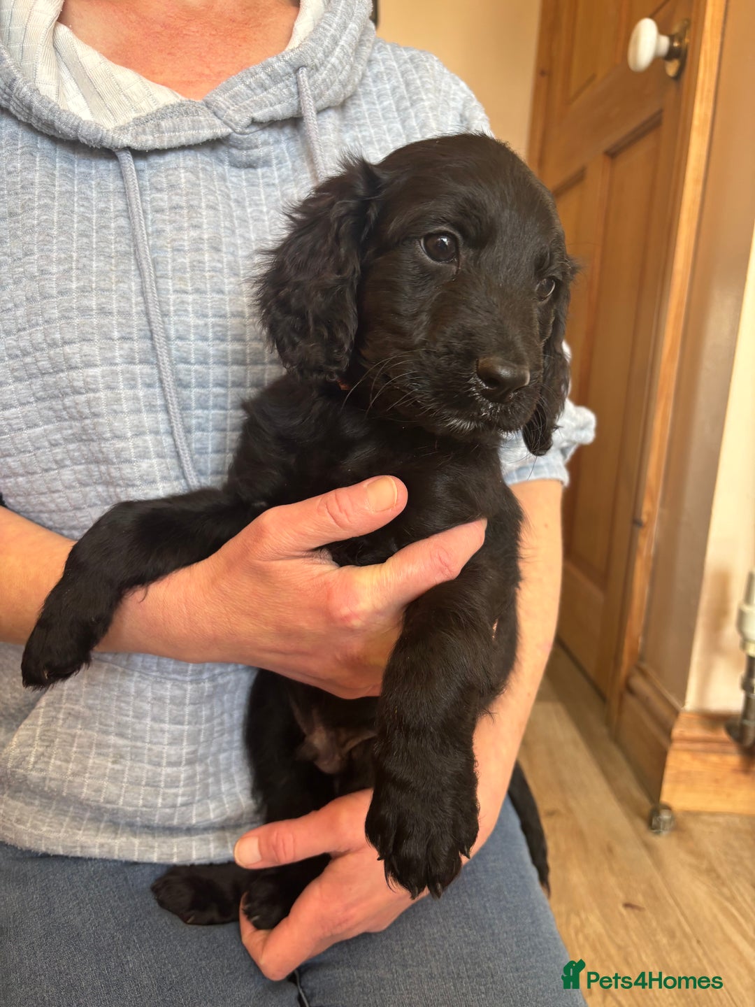 Mixed Breed dogs for sale: Male Australian Labradoodles  - Image 9