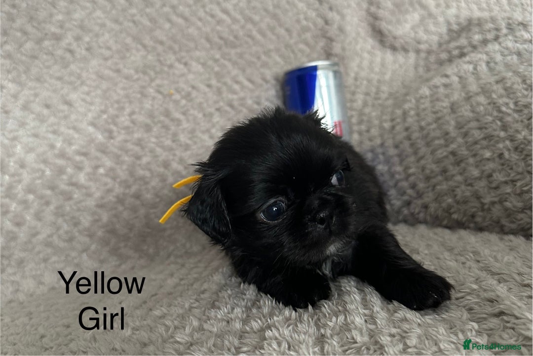 Mixed Breed dogs for sale: Tiny Pugingese pups  - Image 18