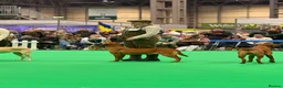 Labrador Retriever dogs for sale: Fox red Labradors  - Advert 23