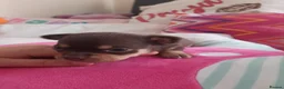 Chihuahua dogs for sale: Chihuahua  - Advert 26