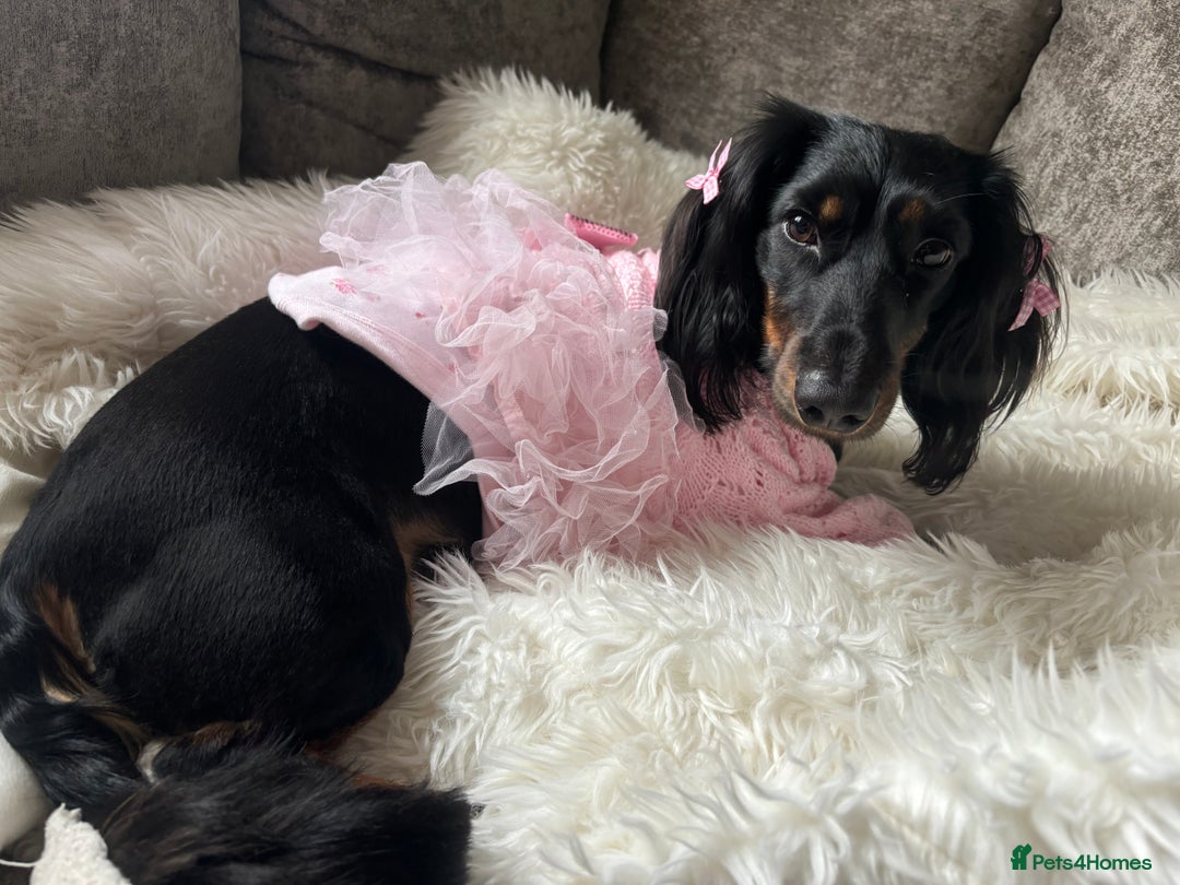 Miniature Dachshund dogs for sale:  long haired miniature dachshund male KC registere - Advert 11