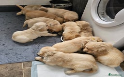Golden Retriever dogs for sale: Gorgeous KC registered golden retriever puppys - Image 24