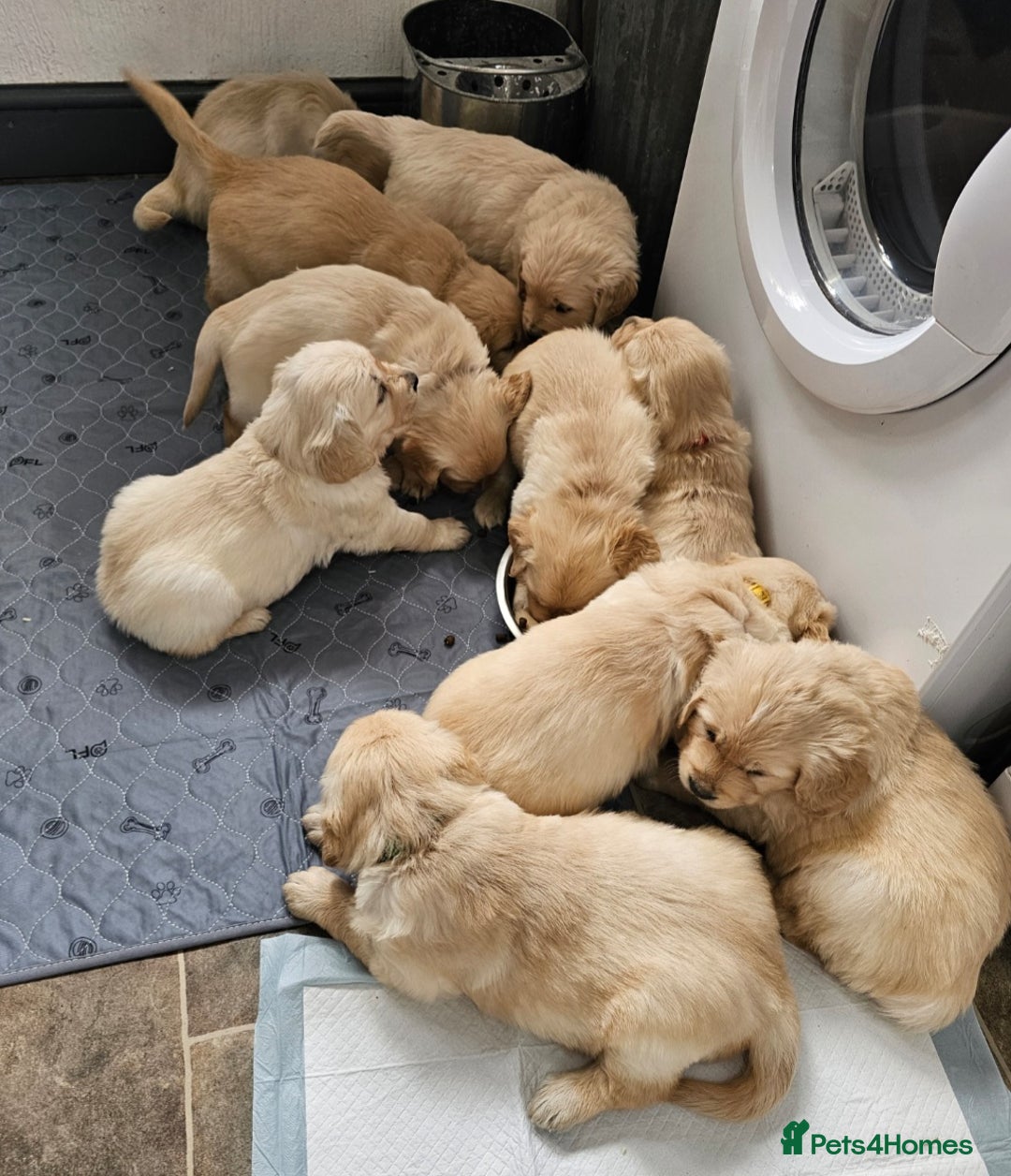 Golden Retriever dogs for sale: Gorgeous KC registered golden retriever puppys - Image 24