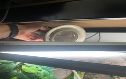 Gecko reptiles for sale: Crested Gecko and Full Bioactive Setup - Image 3