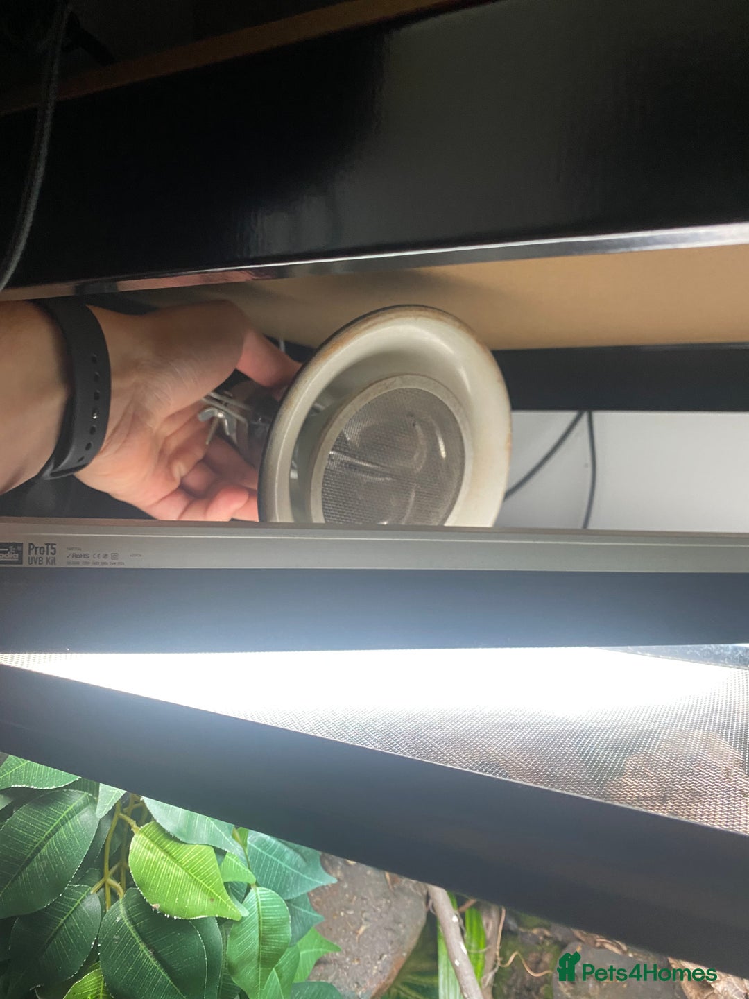 Gecko reptiles for sale: Crested Gecko and Full Bioactive Setup - Image 3