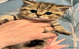 British Shorthair cats for sale: Stunning Golden kittens  - Image 11