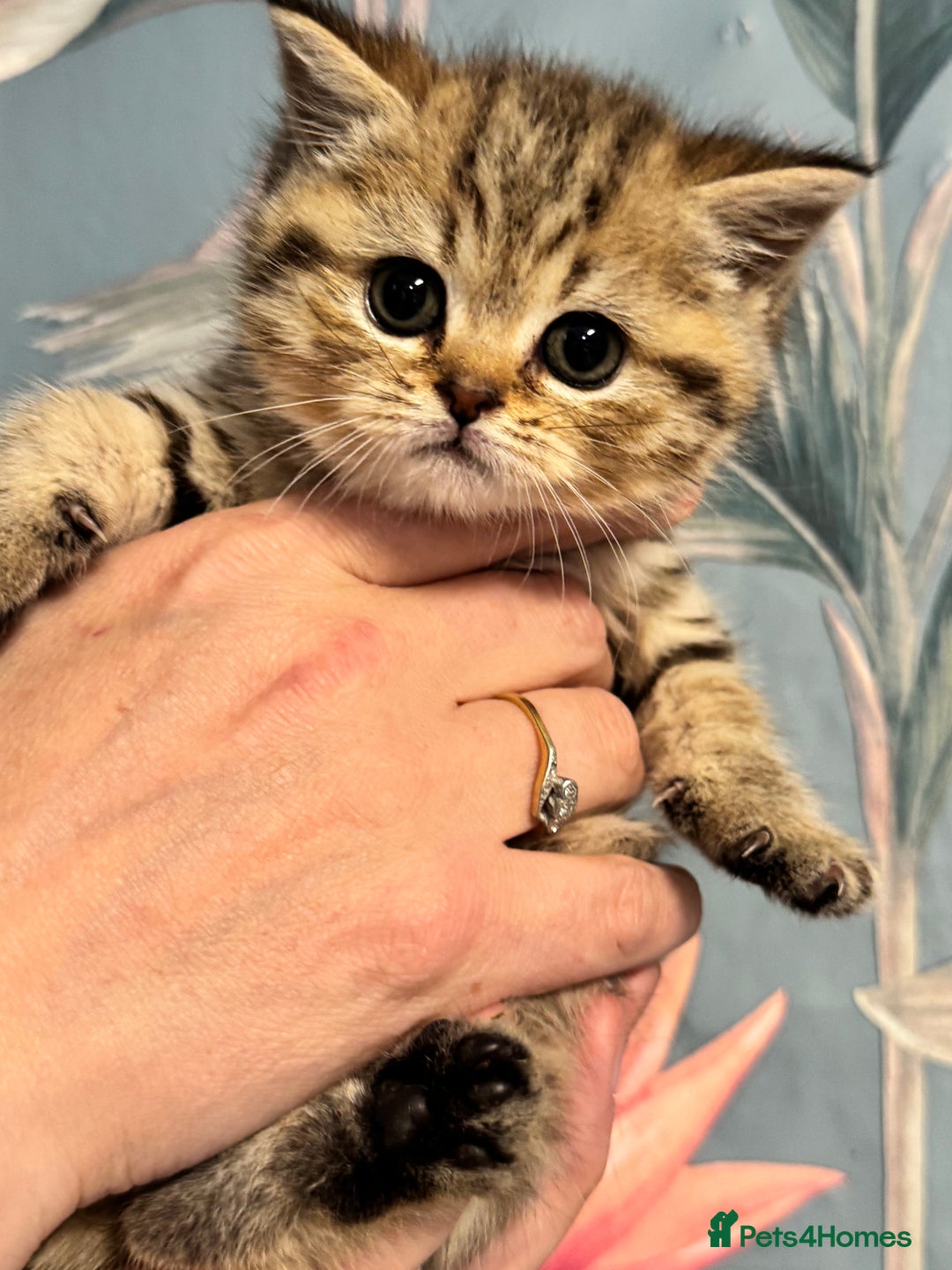 British Shorthair cats for sale: Stunning Golden kittens  - Image 11