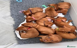 Hungarian Vizsla dogs for sale: 5 Generation extremely well bread KC Puppies - Image 8