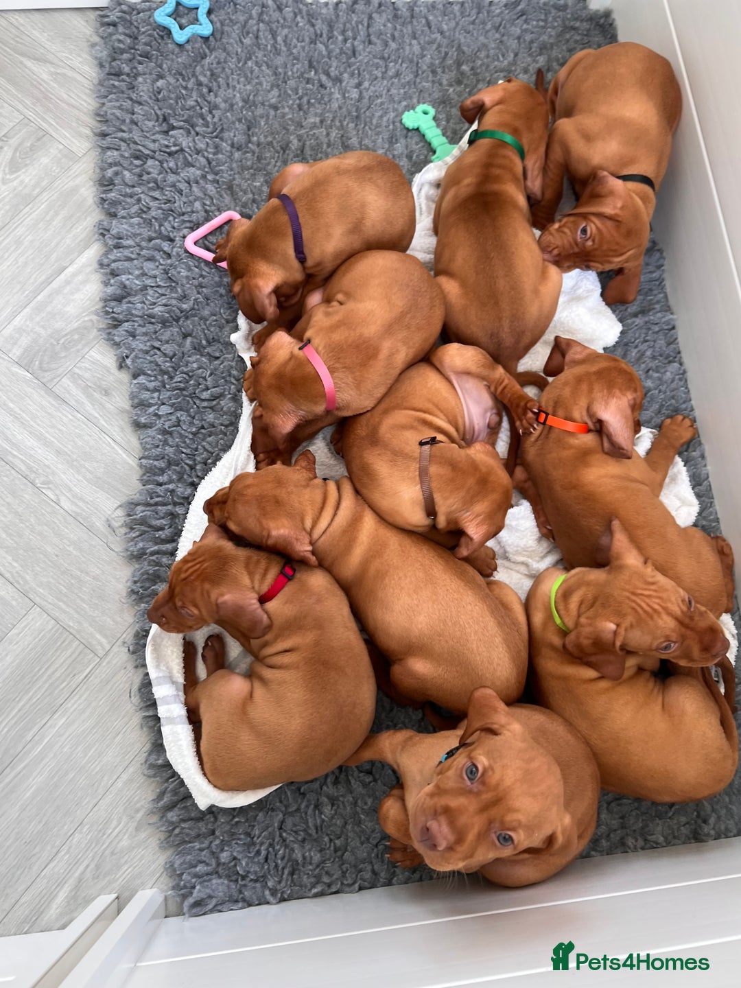 Hungarian Vizsla dogs for sale: 5 Generation extremely well bread KC Puppies - Image 8