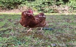 Chickens poultry for sale: Point of lay warren hens - Image 1