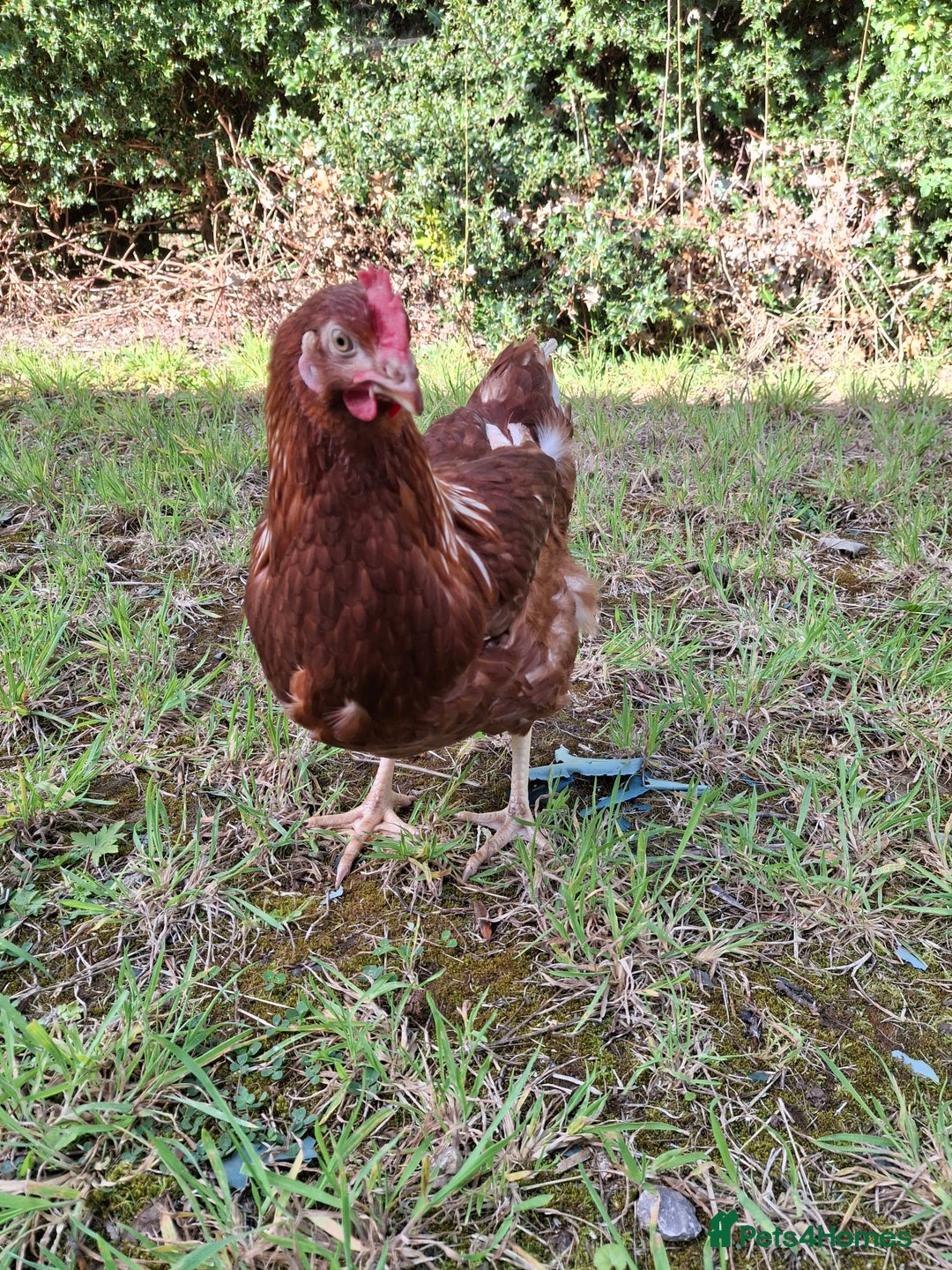 Chickens poultry for sale: Point of lay warren hens - Image 1