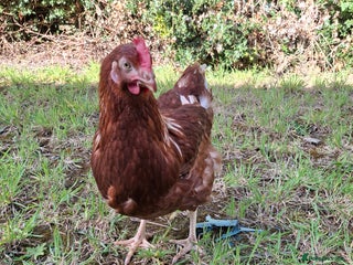 Chickens poultry - Advert 35