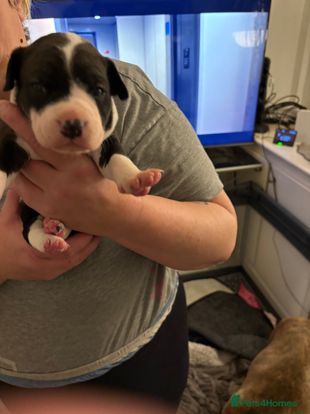 Mixed Breed dogs for sale: Staffie puppy’s  - Advert 8