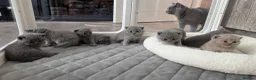 British Shorthair cats for sale: Beautiful blue/ lilac British shorthair kittens  in Peterborough - Advert 7