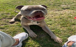 American Bull Staffy dogs for sale: Looking for a Loving Home for My Gentle Giant - Image 4