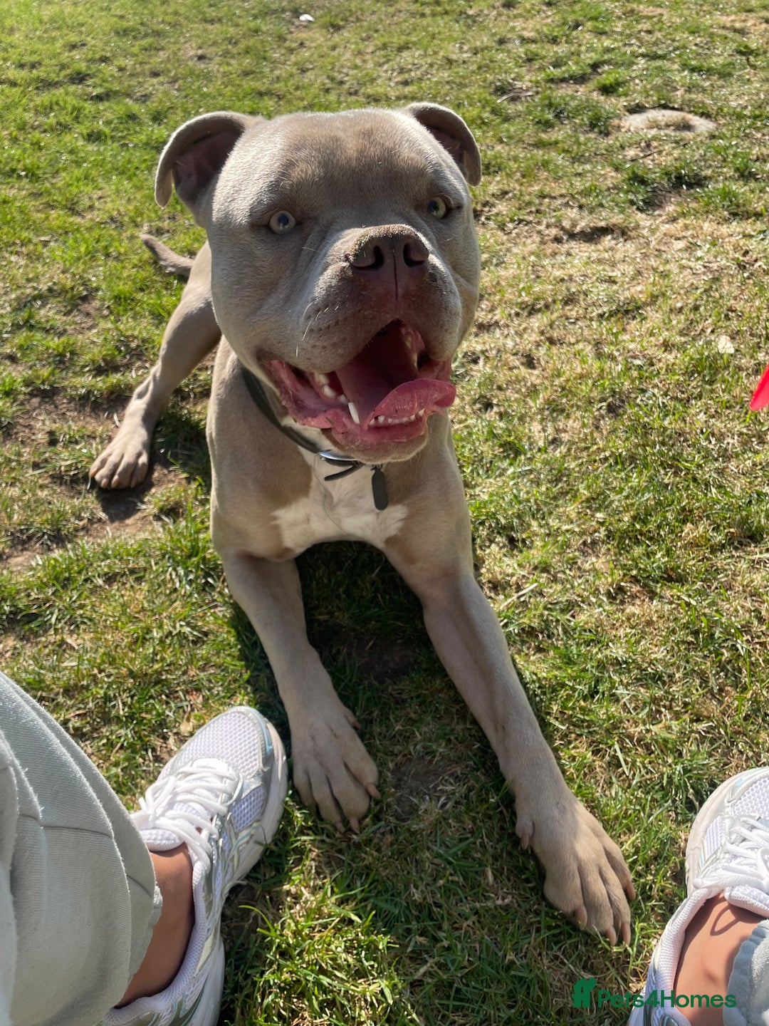 American Bull Staffy dogs for sale: Looking for a Loving Home for My Gentle Giant - Image 4