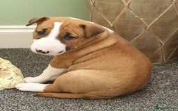 English Bull Terrier dogs for stud: Bull terrier at stud  fully health tested  - Image 10