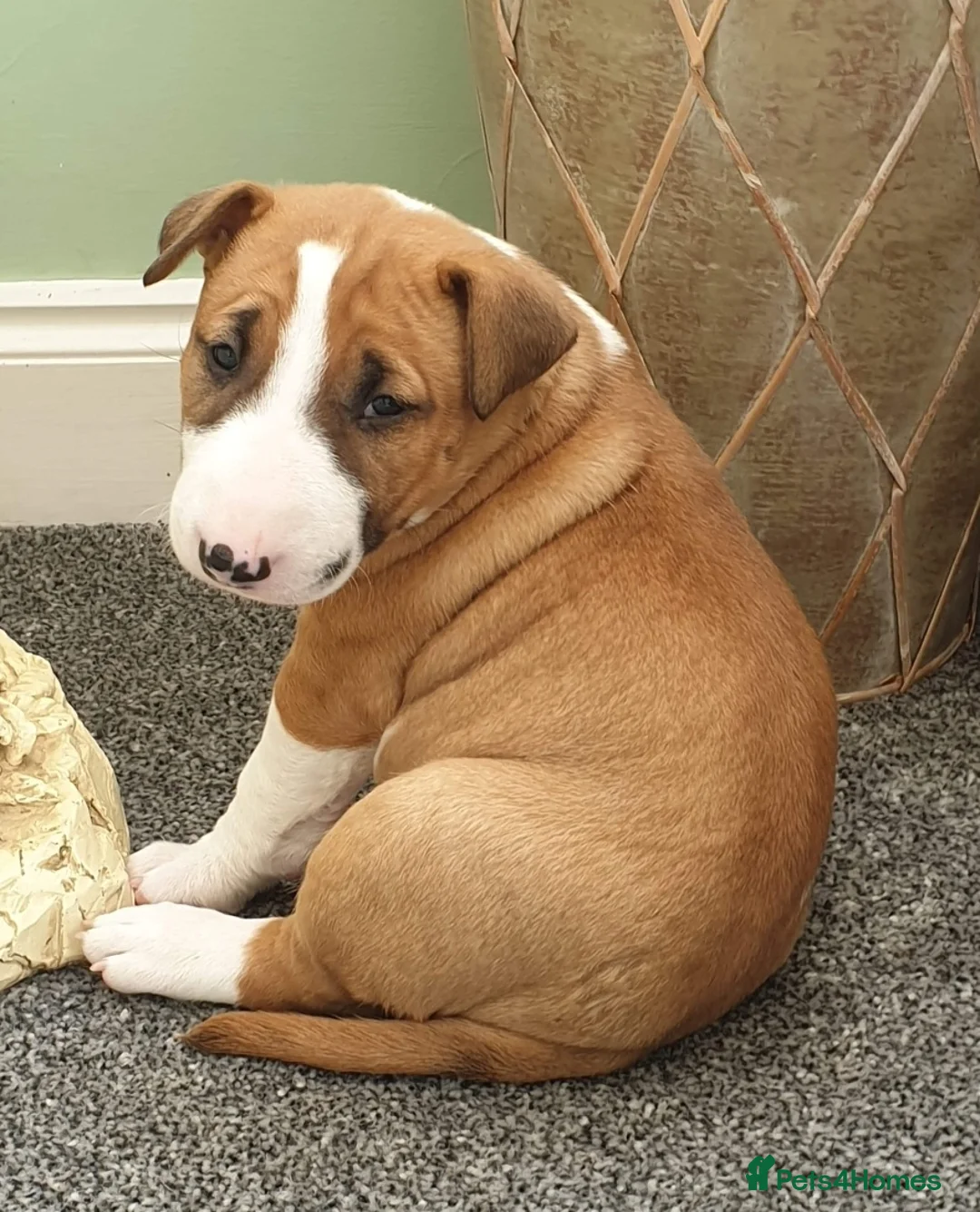 English Bull Terrier dogs for stud: Bull terrier at stud  fully health tested  - Advert 14