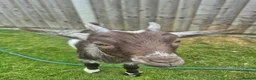 Goats livestock for sale: Baby Boy Pygmy Goat Castrated  - Advert 4