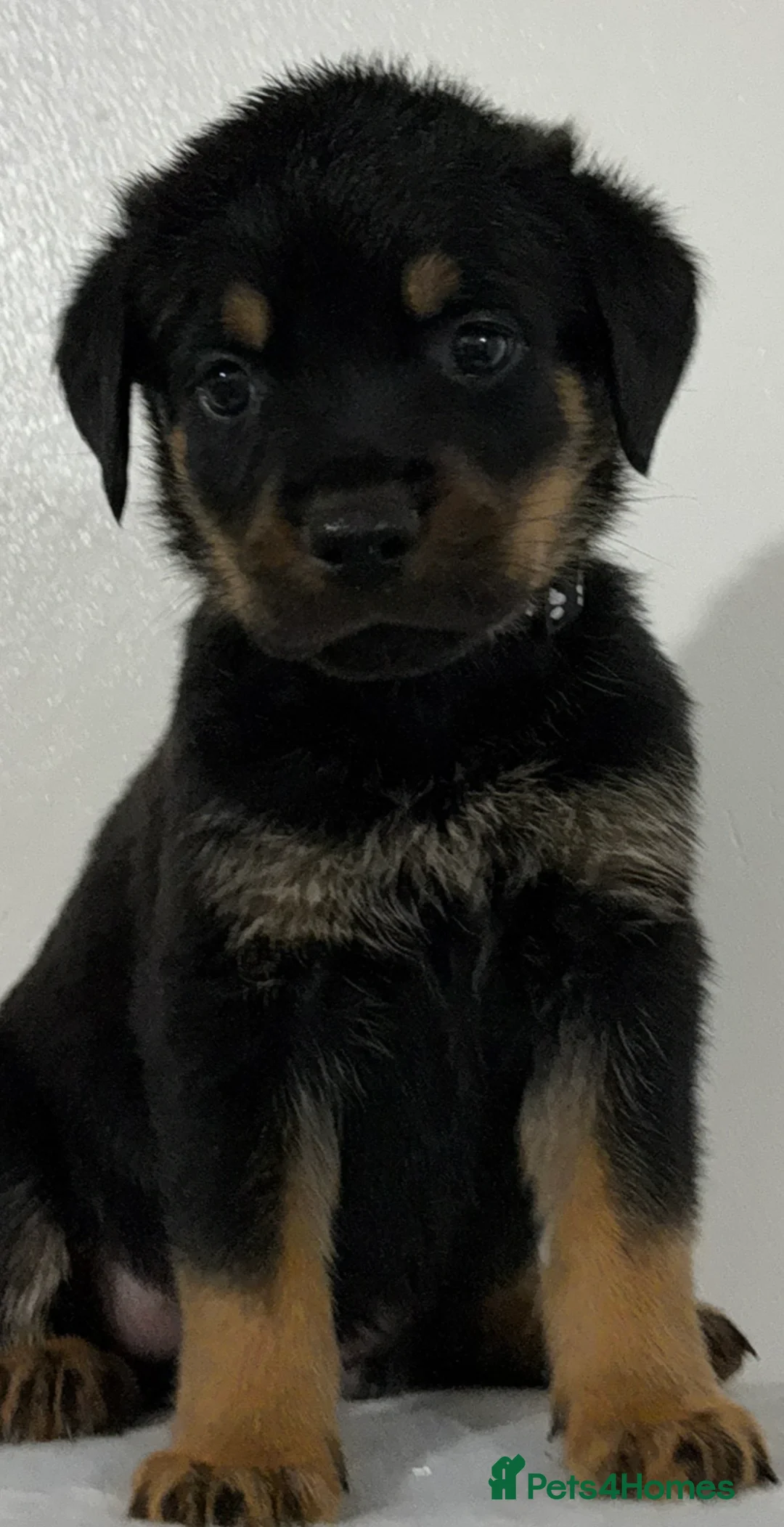 Rottweiler dogs for sale: Gentle Giants: Family-Raised Rottweiler Puppies - Advert 2