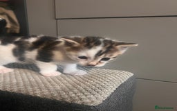 Mixed Breed cats for sale: 5 beautiful kittens  - Image 6