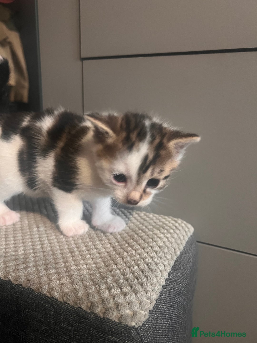 Mixed Breed cats for sale: 5 beautiful kittens  - Image 6