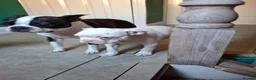 Boston Terrier dogs for sale: Uniqie/Rare White Boston Terrier Boys  - Advert 4
