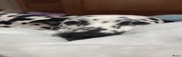Dalmatian dogs for sale: Eric the Dalmatian Puppy - Advert 4