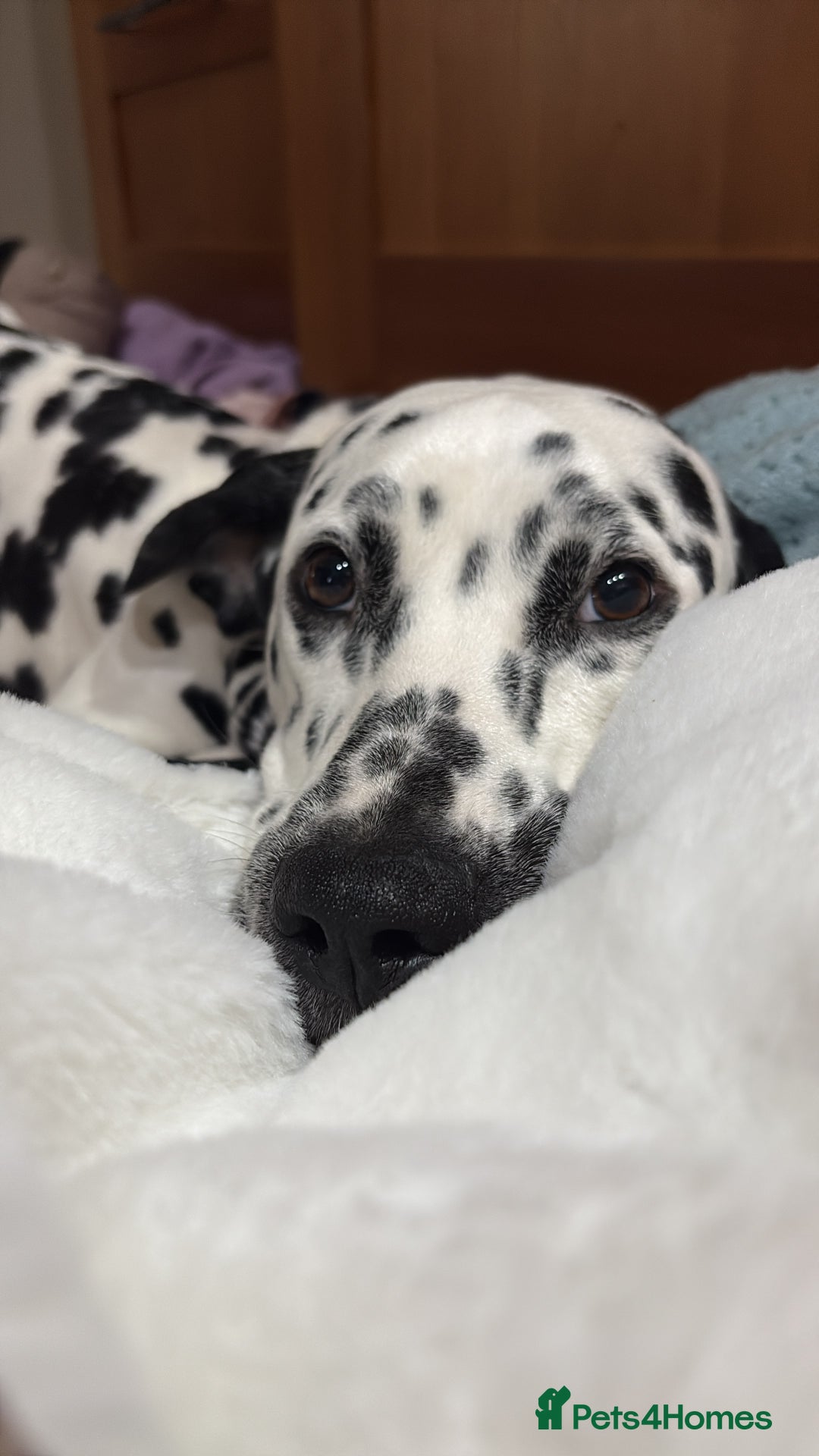 Dalmatian dogs for sale: Eric the Dalmatian Puppy - Advert 4