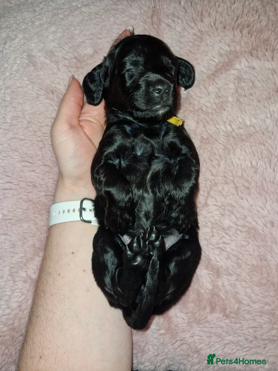 Sproodle dogs for sale: Sproodle f1b puppies - Advert 32