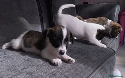 Jack Russell dogs for sale: Beautiful jack russle puppies - Image 28