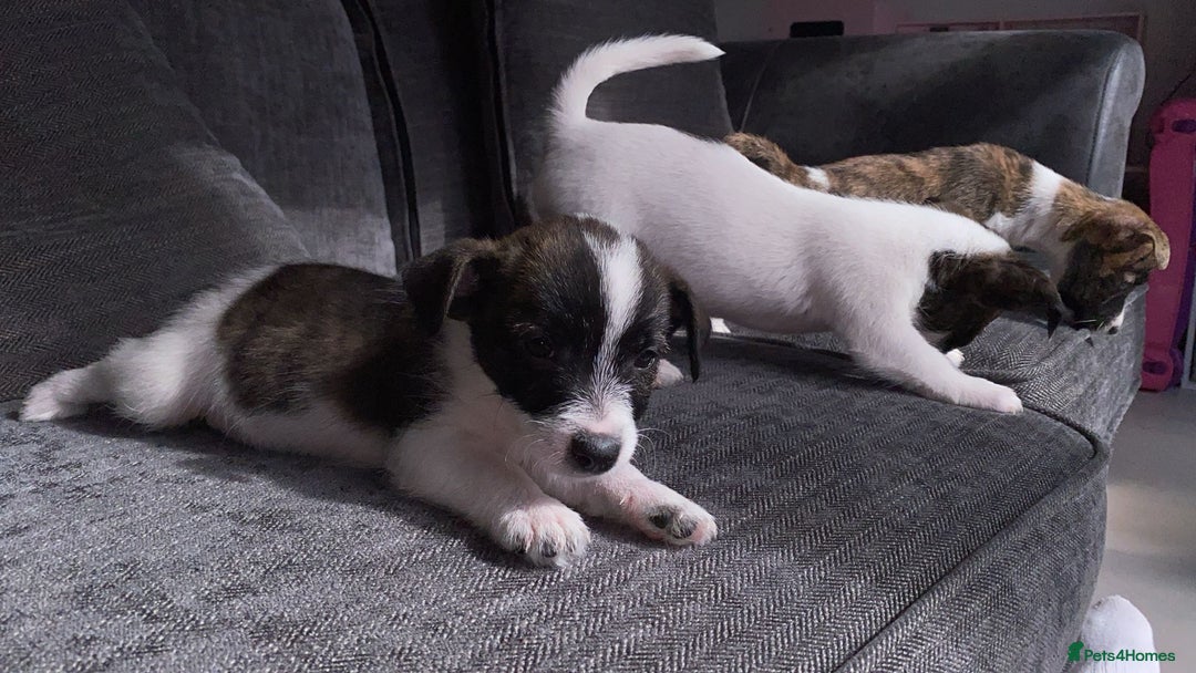 Jack Russell dogs for sale: Beautiful jack russle puppies - Image 28