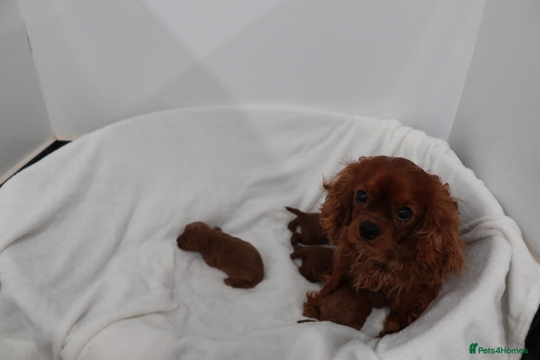 Cavapoo dogs for sale: 4 beautiful red cavapoo puppies available  - Advert 1