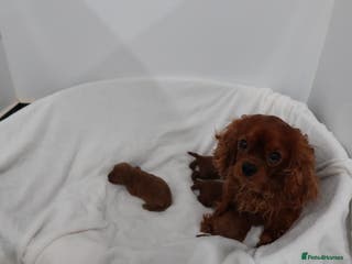 Cavapoo dogs 4 beautiful red cavapoo puppies available - Advert 5