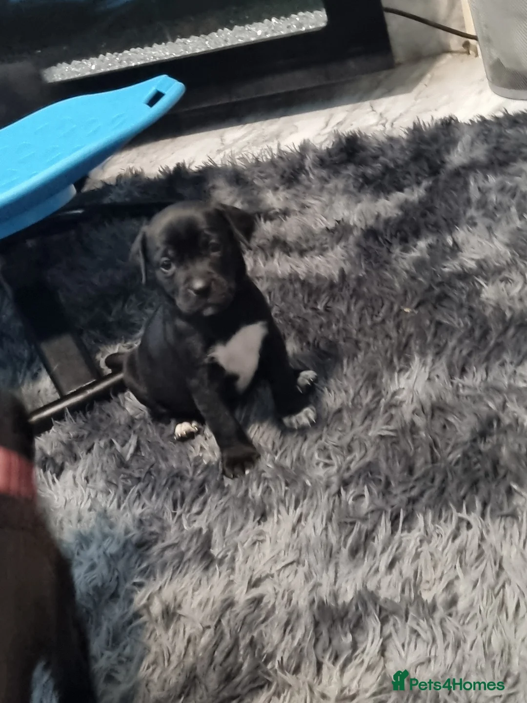 Mixed Breed dogs for sale: 3 xx Stunning Girls Left Staffador Puppies  - Advert 10