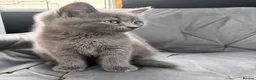 British Shorthair cats for sale: Last male looking for a loving home - Advert 3