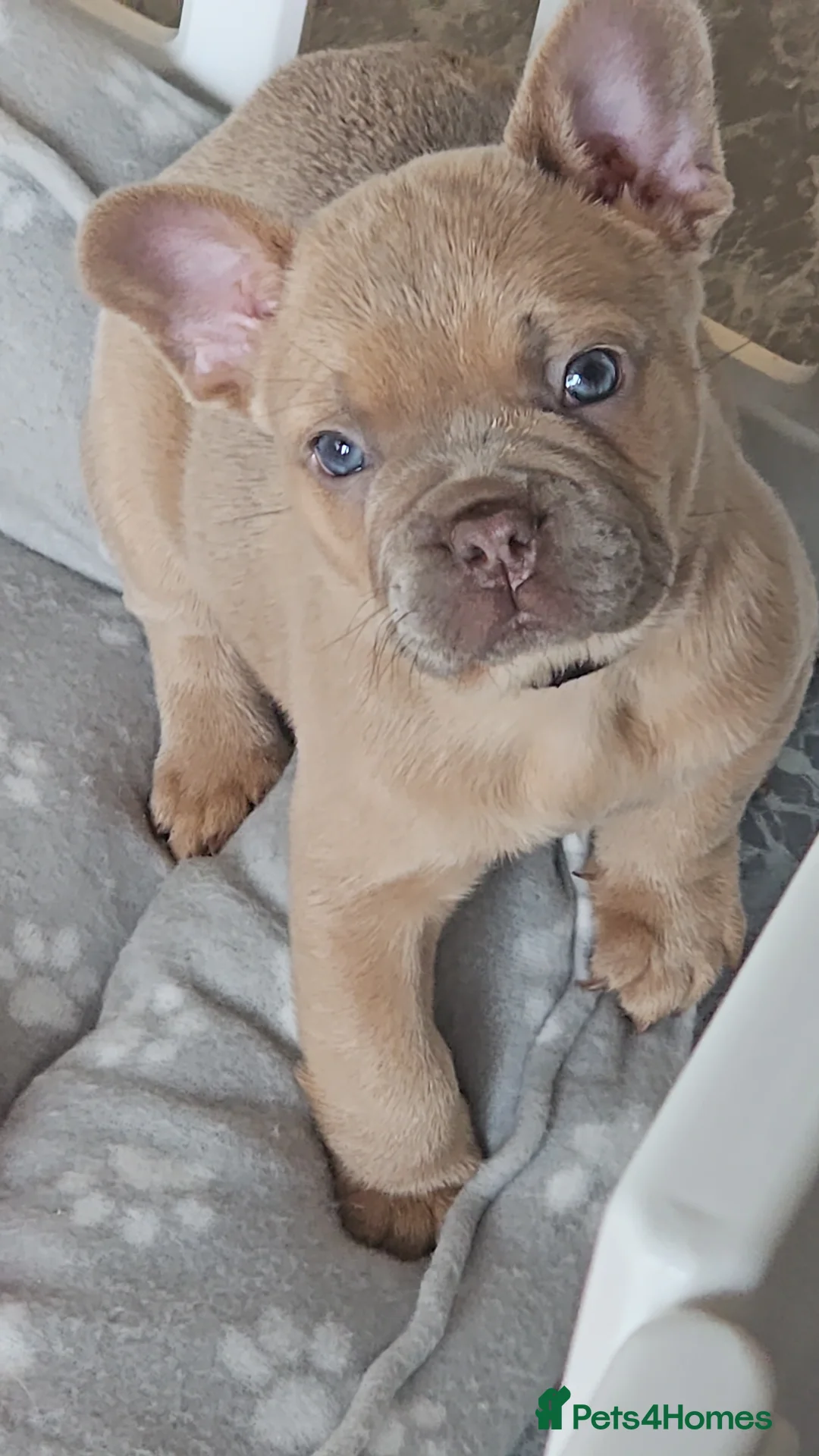 French Bulldog dogs for sale: Frency puppies - Advert 3