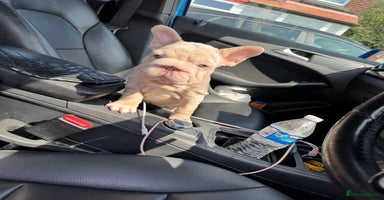 French Bulldog dogs - Advert 5