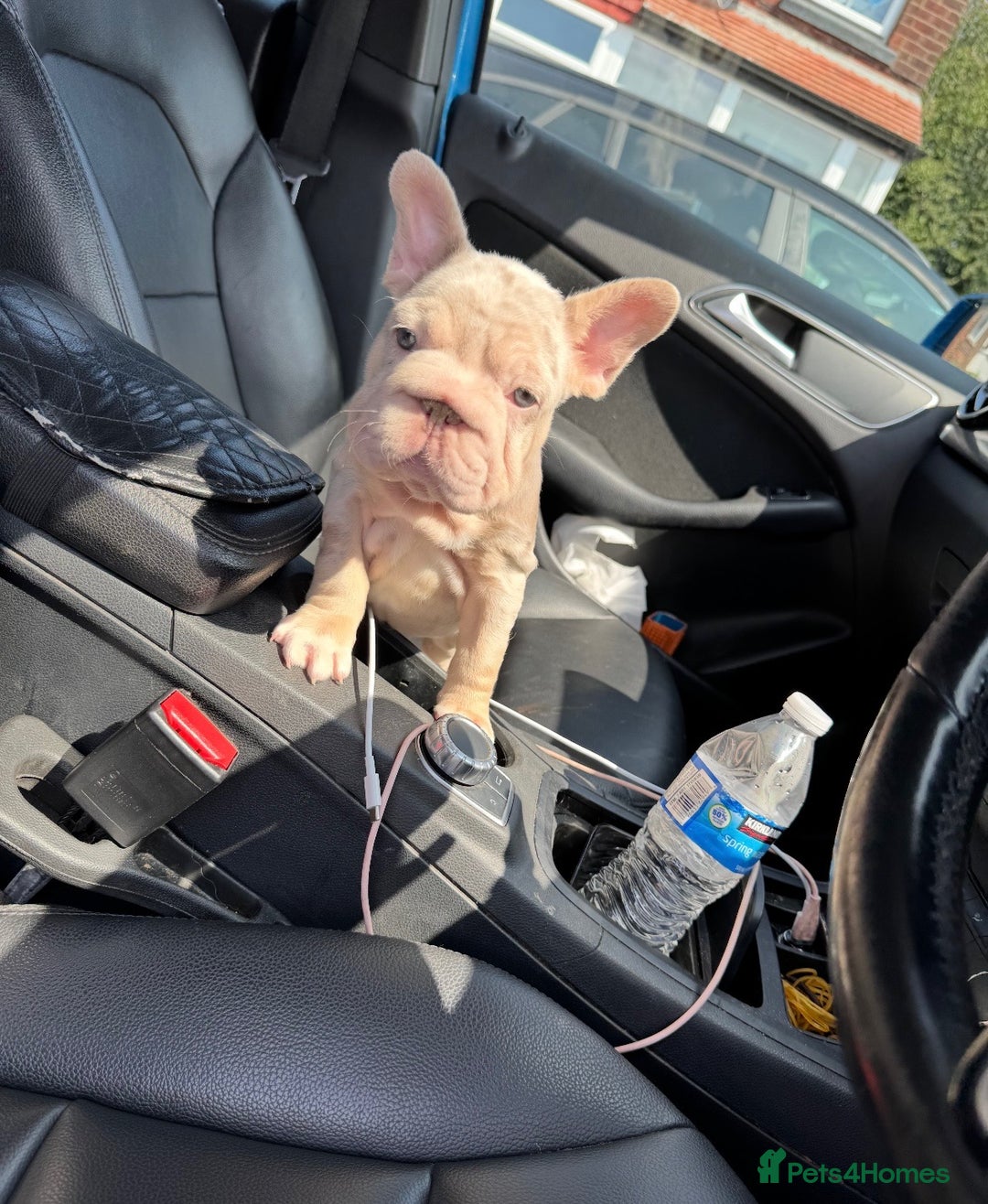 French Bulldog dogs for sale: Beautiful French bulldog girls (ready now) - Image 2