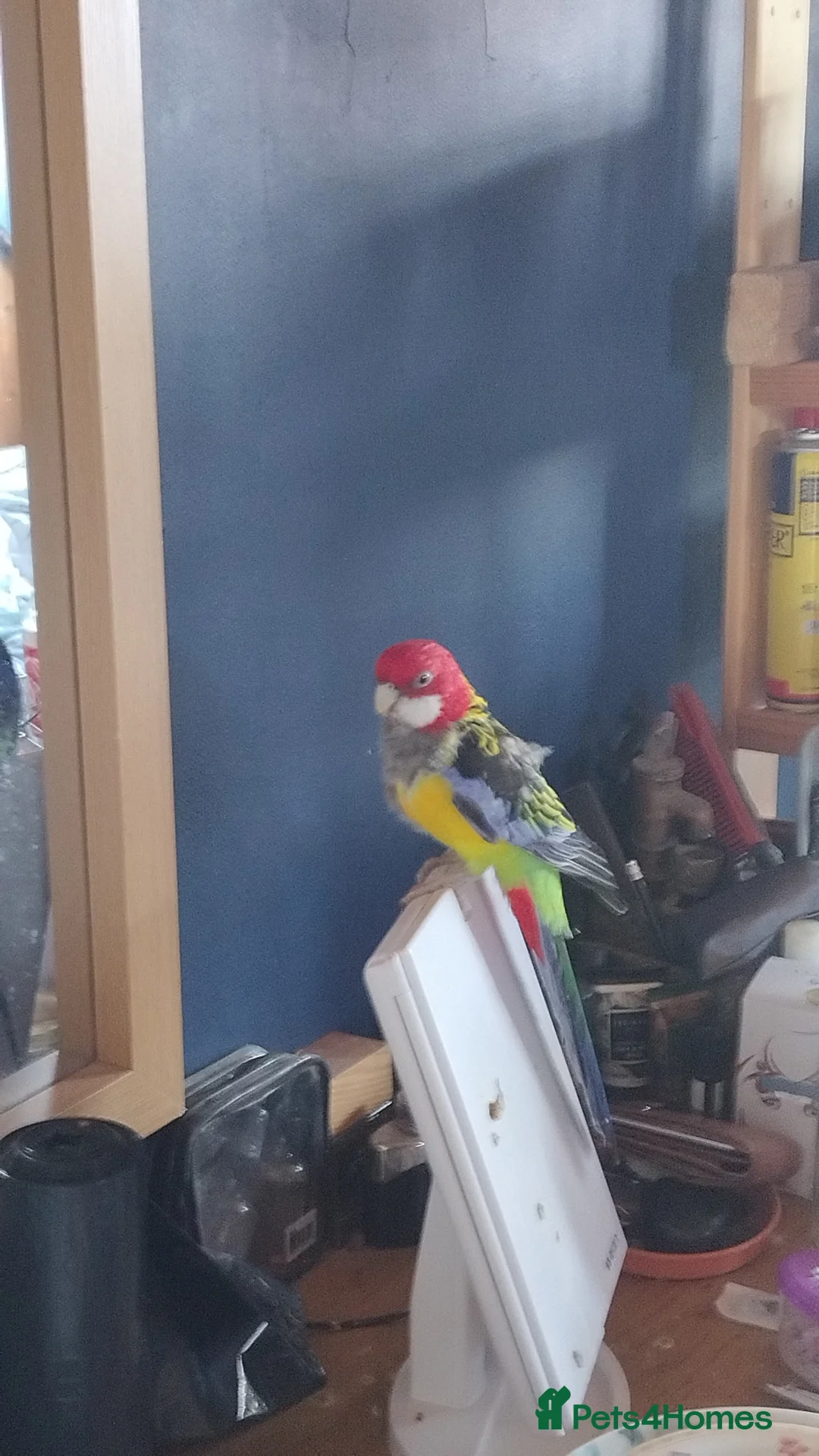 Parrots birds for sale: Eastern Rosella Looking for a good loving Home  - Advert 6